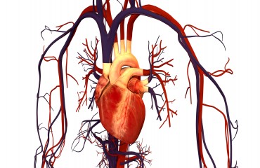 Возможности антагониста кальция амлодипина (Норваск®) в лечении сердечно-сосудистых заболеваний