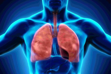 Актуальна тема «Фітонірингова терапія при захворюваннях дихальних шляхів»