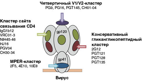 Схема строения поверхностного рецептора ВИЧ.  Под названиями кластеров приведены примеры мкАТ, полученных в пределах данного кластера