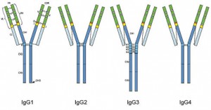 Рис. 1. Структура молекул субкласів IgG людини