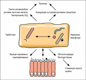 Рисунок. Взаємодія нормальної мікрофлори і пробіотика з організмом хазяїна в метаболічній активності, імунній функції та попередженні колонізації опортуністичних і патогенних мікроорганізмів