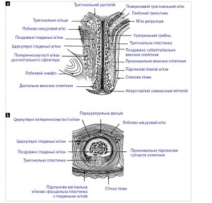 Рис. 1. Анатомія жіночої уретри в сагітальній (а) та поперечній (b) площинах [25]