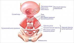 Рис. 2. Будова сфінктерного апарату уретри та сечового міхура у жінок [26]