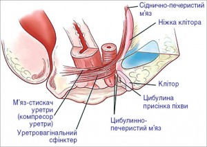 Рис. 3. Будова зовнішнього поперечносмугастого сфінктерного апарату жіночої уретри (вигляд збоку) [27]