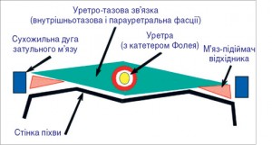 Рис. 4. Схематичне зображення середньої третини жіночої уретри та її підтримуючого апарату на  поперечному розрізі [18]