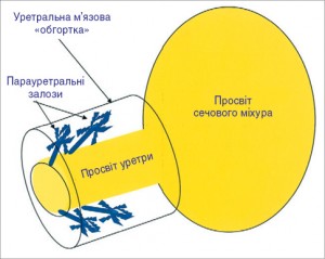 Рис. 5. Схематичне зображення розташування парауретральних залоз у підслизовому шарі уретри, який охоплений м’язовим шаром; вивідні протоки залоз відкриваються в проксимальному відділі уретри [18]