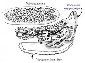 Рис. 8. Гістологічна реконструкція уретри та парауретральних залоз за J. W. Huffman (1948) [23]