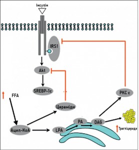Рис.1. Інсулінорезистентність в гепатоцитах, індукована надлишком ВЖК (FFA – вільні жирні кислоти; SREBP-1 – білок, що зв’язує стеролрегулюючі елементи-1; LPA – лізофосфатидна кислота; PA – фосфатидна кислота; DAG – диацилгліцерол; PKC – протеїнкіназа С)