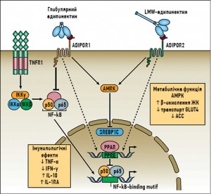 Рис. 2. Ефекти адипонектину, зумовлені активацією AMPK та пригніченням NF-κB сигнальних шляхів (адаптовано за Tilg et. al) [59]