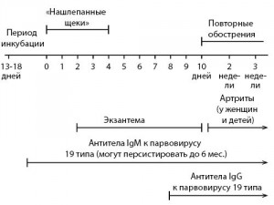 Рисунок 25. Эволюция симптомов и признаков при инфекционной эритеме (по T.P. Habif, 2015)