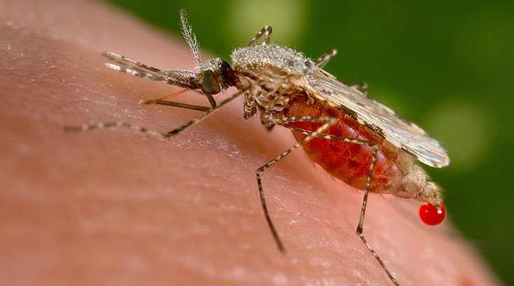 Вирус Зика: ожидаются новые эффективные методы борьбы с комарами