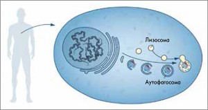 Рис. Формируясь из мембран эндоплазматической сети, аутофагосомы поглощают клеточное содержимое – ​например, поврежденные белки или органеллы. После этого аутофагосомы сливаются с лизосомами, где их содержимое расщепляется ферментами на более мелкие составляющие. Этот процесс обеспечивает клетки питательными веществами и строительными белками 