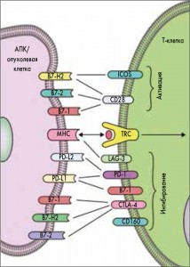 Рис.  1.  Интерфейс  взаимодействия  специфического  цитотоксического  Т-лимфоцита  и  опухолевой  клетки  с  указанием  активирующих  и   угнетающих  сигнальных  путей  (B.S.  Henick  et  al.  [14])