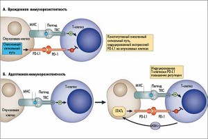 Рис.  3.  Механизмы  врожденной  и   адаптивной  иммунорезистентности  опухолей,  основанные  на  взаимодействии  в  системе  PD-1/PD-L1  и   PD-1/PD-L2  (D.M.  Pardoll  [25])