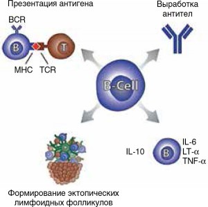 Рис. 1. Основные функции В-клеток, вовлеченные в патогенез РС  (по H.-C. von Budingen и соавт., 2016)