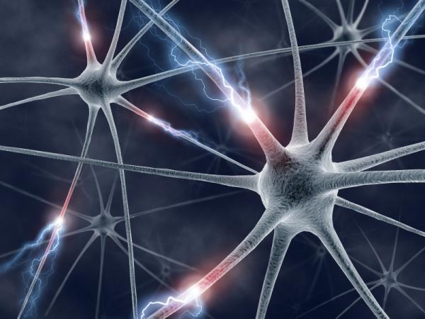 Мікроглія «поїдає» синапси головного мозку