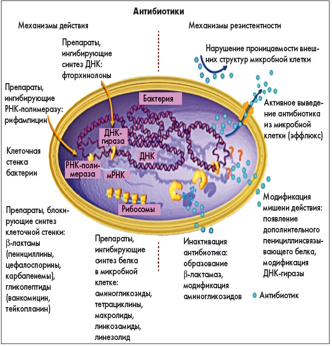 Резистентность клетки. Механизмы резистентности бактерий к антибиотикам. Схема механизм устойчивости микробов к антибиотикам. Механизм естественного устойчивость микроорганизмов к антибиотикам. Механизм антимикробного действия антибиотиков.
