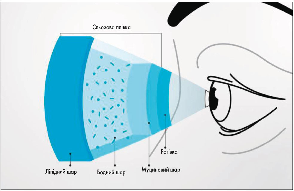Глазки сухо. Синдром сухого глаза строение слезной пленки. Слезная пленка состоит из трех слоев. Липидный слой слезной пленки строение. Синдром сухого глаза схема.