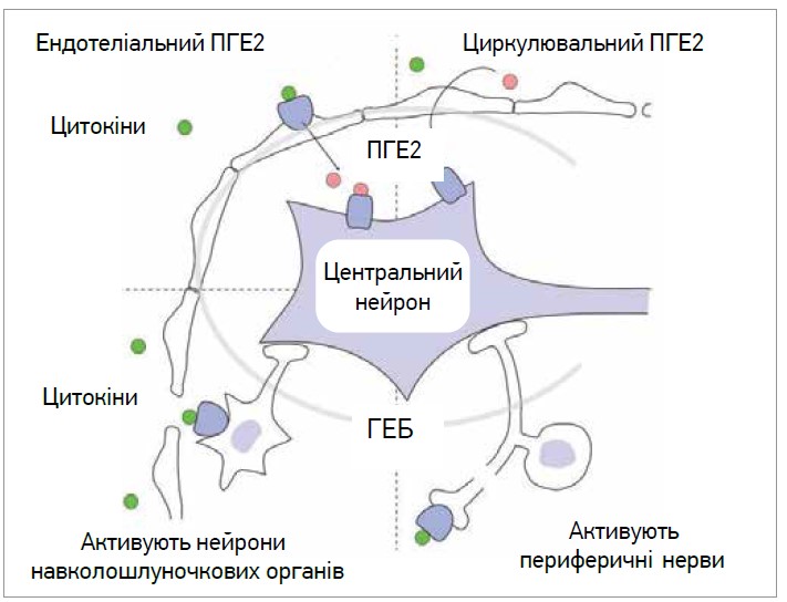 Рис. 1. Різні запропоновані шляхи, за допомогою яких периферично вивільнені запальні сигнали можуть подолати ГЕБ і активувати центральну нервову систему: периферично вивільнені прозапальні цитокіни (зелені кружечки) зв’язуються з рецепторами на клітинах кровоносних судин мозку, щоб індукувати синтез ПГE2 (рожеві кружечки), який потім транспортується в паренхіму головного мозку (ліворуч угорі); активують нейрони навколошлуночкових органів, які містять фенестровані капіляри (знизу зліва); або активують периферичні нерви (знизу праворуч). Периферичне запалення також може вивільняти циркулювальний ПГE2, який потрапляє до мозку (верхній правий кут). Адаптовано за [10]