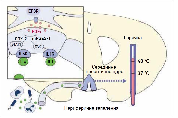 Рис. 2. Механізми трансдукції в ГЕБ, зумовлені периферично вивільненими медіаторами запалення. Цитокіни ІЛ-1β та ІЛ-6 (зелені кружечки) зв’язуються з відповідними рецепторами (IL1R, IL6R) на ендотеліальних клітинах мозку в преоптичному гіпоталамусі, що призводить до транскрипції ЦОГ-2 та мікросомальної простагландин-Е-синтази-1 (mPGES-1) через TAK1 і STAT3 відповідно. Подальше зв’язування знову синтезованого ПГE2 (рожеві кружечки) з клітинами, що експресують його рецептор EP3 (EP3R) у серединному преоптичному ядрі гіпоталамуса, спричиняє лихоманку. Адаптовано за [10]