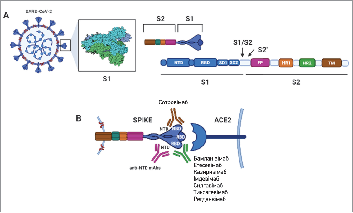 Рис. 1. Схематичне зображення S-протеїну SARS-CoV-2 та його взаємодій із клітинним рецептором (АСЕ2) і терапевтичними mAbs