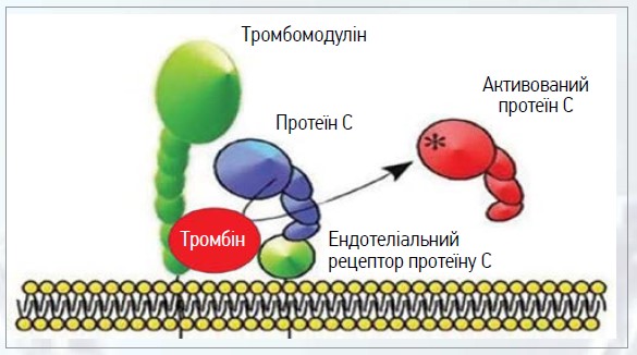 Рис. 3. Активований PС розщеплює й інактивує 2 мембранозв’язані прокоагулянтні білки – фактор Va і фактор VIIIa