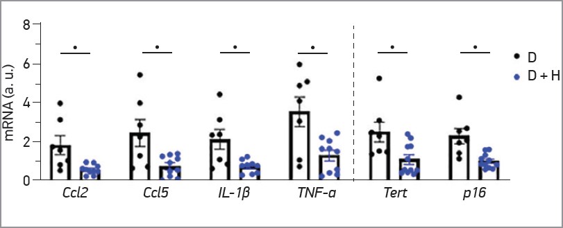 Рис. 4. ПЛР-аналіз експресії генів прозапальних цитокінів (CCL2, CCL5, IL-1β, TNF-α) та генів старіння (TERT, p16) у зрізах аорти мишей