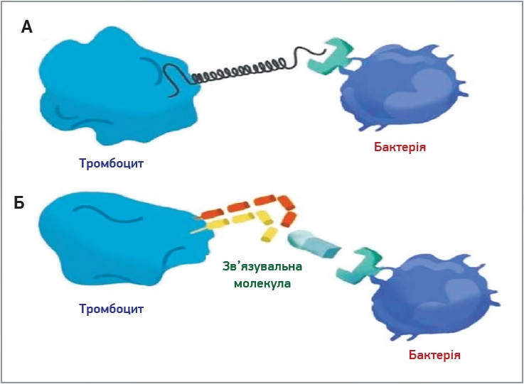 Рис. 4. Загальні механізми, які спостерігаються за взаємодії тромбоцитів із бактеріями: пряма (А) та непряма (Б) взаємодія