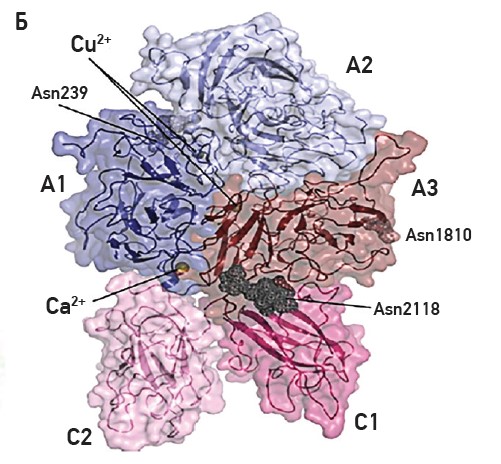 Рис. 1. А – ​А1, А2, В, А3, С1, С2 – ​домени, що утворюють фактор згортання крові VIII; Б – ​тривимірна структура фактора коагуляції VIII з видаленим доменом B