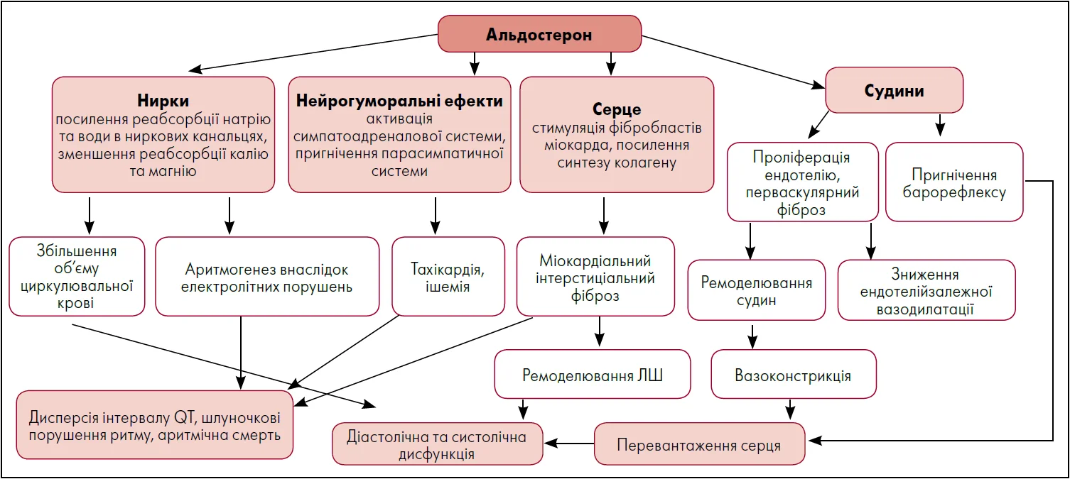 Рисунок. Вплив альдостерону на серцеву-судинну систему