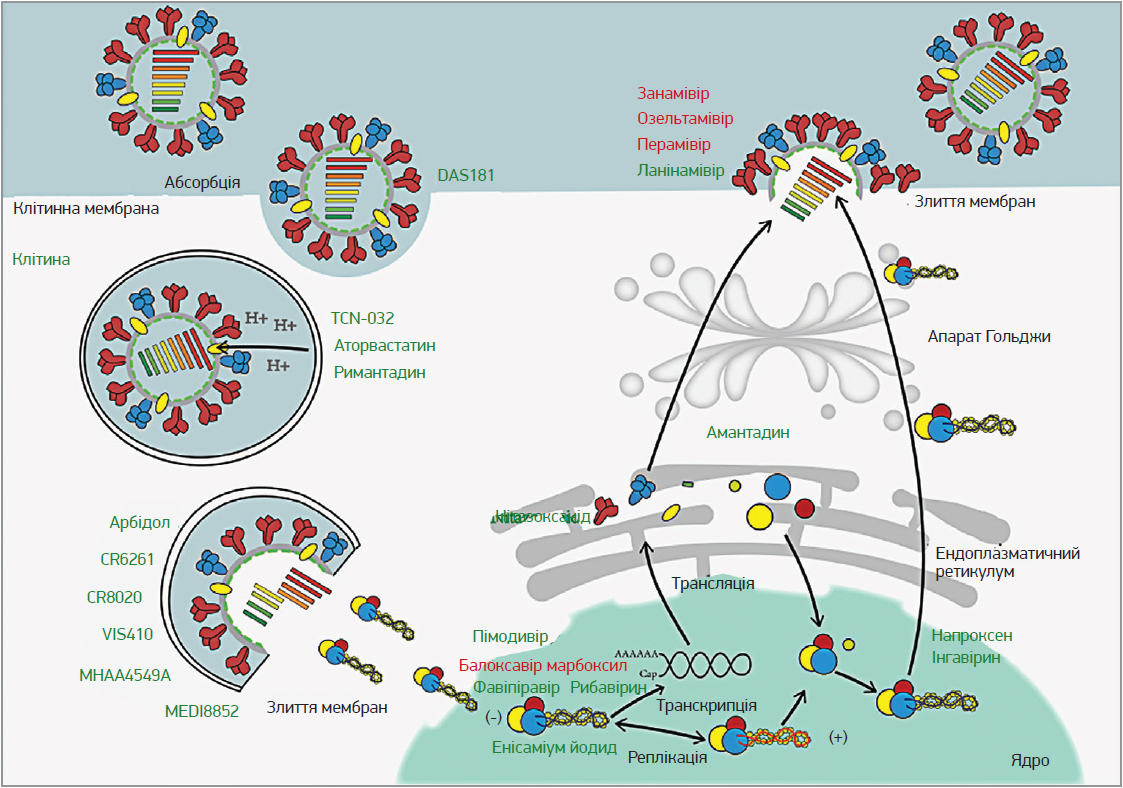 Рис. Життєвий цикл вірусу грипу та механізм дії сучасних противірусних засобів [10]