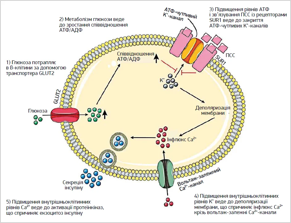 Рис. 1. Схематичне зображення механізму дії ПСС на β-клітину підшлункової залози (адаптовано за Hendriks A.M. et al., 2019)