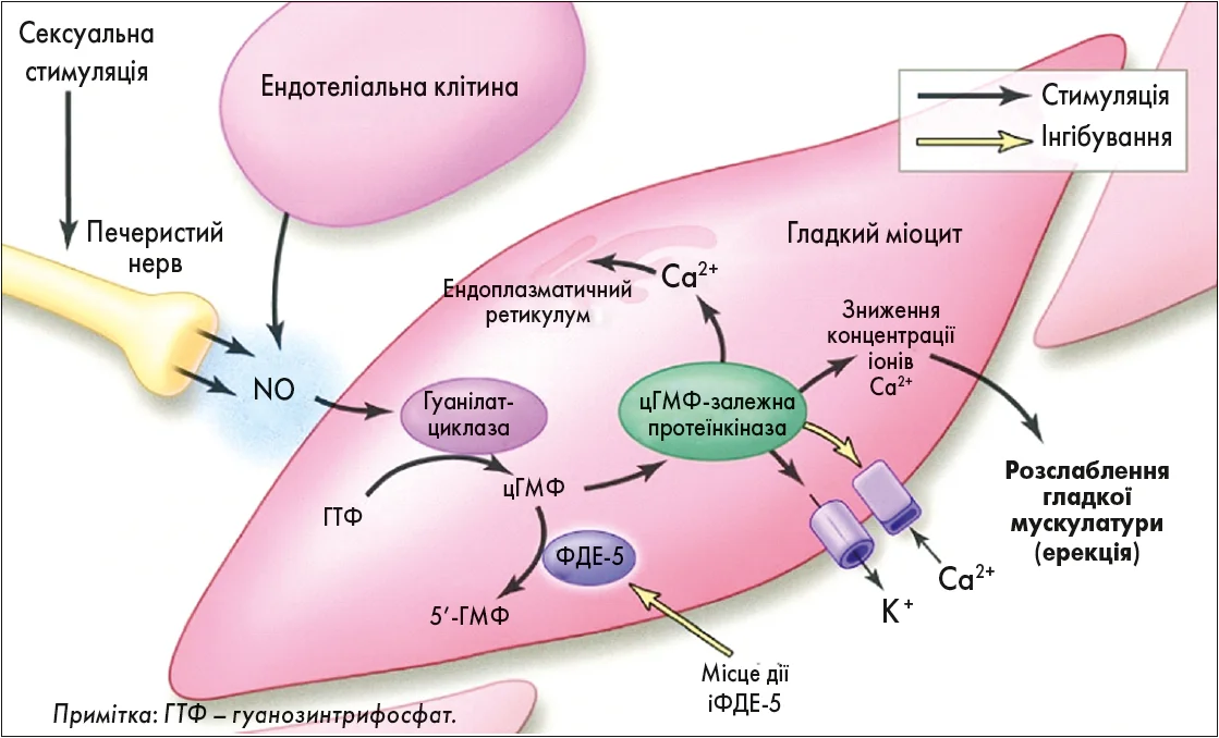 Рис. Клітинний аспект механізму ерекції (Fazio L., Brock G., 2004) Рис. Клітинний аспект механізму ерекції (Fazio L., Brock G., 2004)