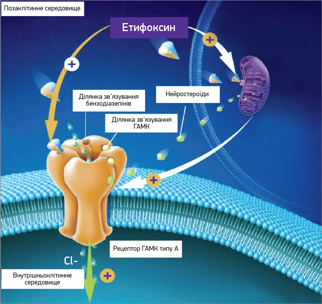 Рис. 2. Механізм дії етифоксину в постсинаптичній мембрані (адаптовано з: Nuss P. et al., 2019)