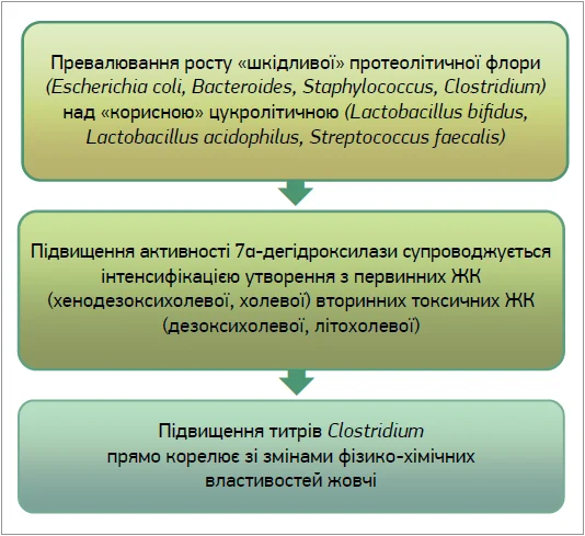 Рис. 2. Взаємозв’язок порушень кишкового мікробіоценозу із фізико-хімічною стадією холестеринового калькульозу