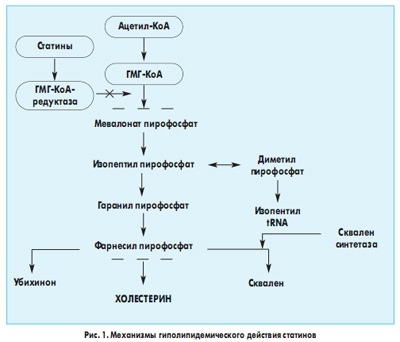 Рис. 1. Механизмы гиполипидемического действия статинов