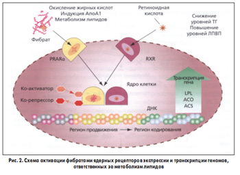 Рис. 2. Схема активации фибратами ядерных рецепторов экспрессии и транскрипции геномов