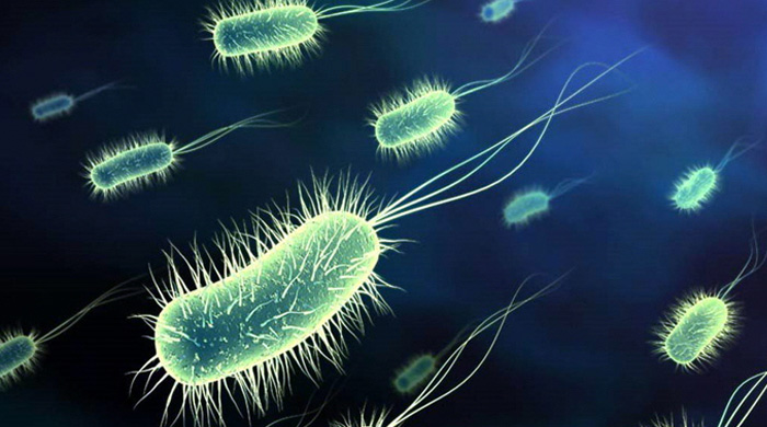 Salmonella enterica: частота мультирезистентности и чувствительность к наиболее распространенным противомикробным препаратам