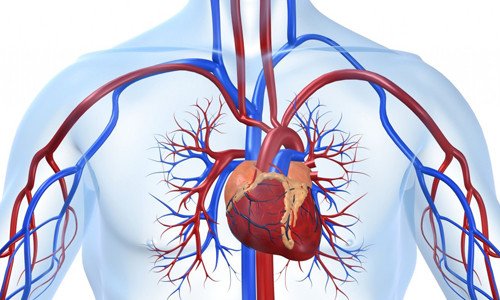 Фторхінолони  при серцево-судинній патології