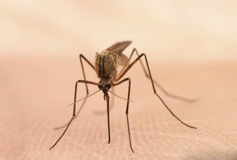 ВОЗ и партнеры объявили о новом плане действий по активизации борьбы с малярией под руководством эндемичных по малярии стран