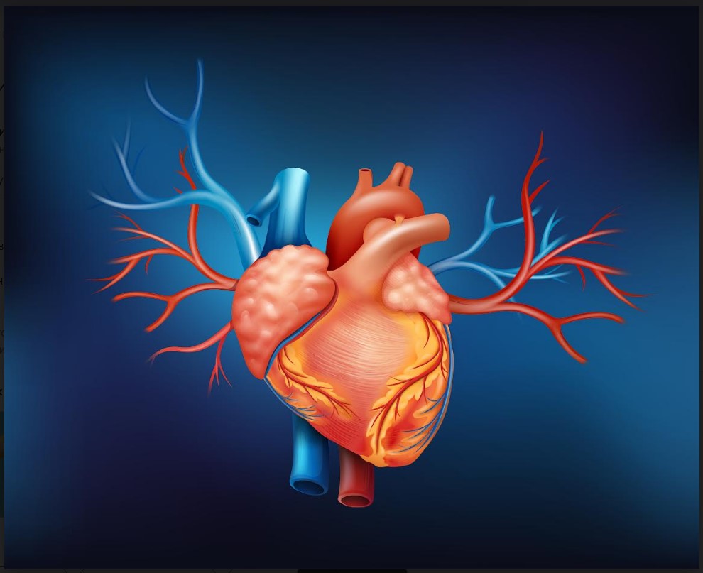 Жорсткість артерій може спричинити ураження серця в підлітків або погіршити цей стан