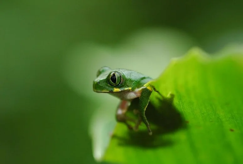 Природна бактерія з кишечника жаб – потенційна зброя проти людських пухлин