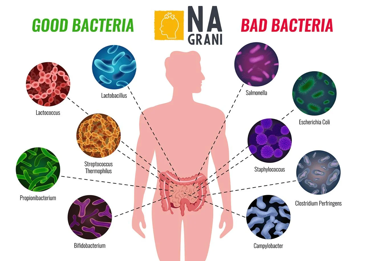 Мікробіом кишківника та алкоголь: як 2–3 келихи на тиждень змінюють травлення