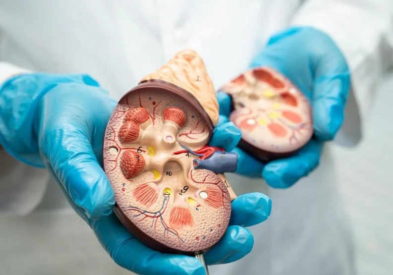 Безпрецедентний підхід до імуносупресії після трансплантації нирки: щомісячна терапія замість постійного прийому імуносупресантів