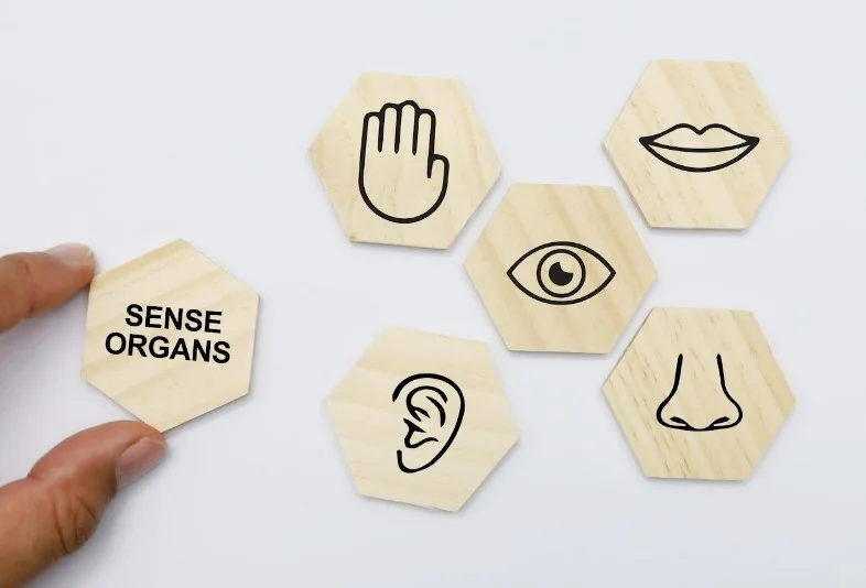 Мультисенсорне сприйняття: чому клінічна реальність значно складніша за «п’ять чуттів»?