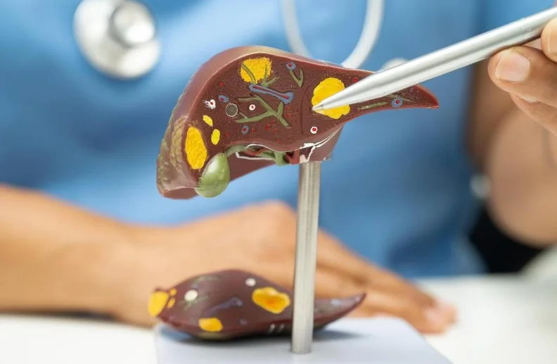 Новаторський експериментальний проєкт із 3D-біодруку печінки, серця та нирок для трансплантації