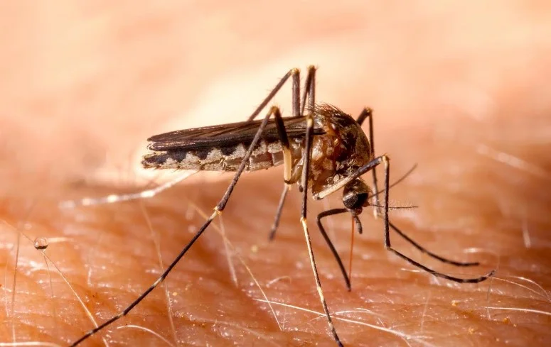 Оновлення щодо менеджменту малярії: перший в історії препарат для новонароджених і точні діагностичні тести