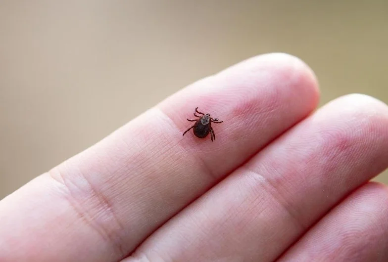 Швидкий захист від хвороби Лайма без вакцини: перші результати клінічних досліджень
